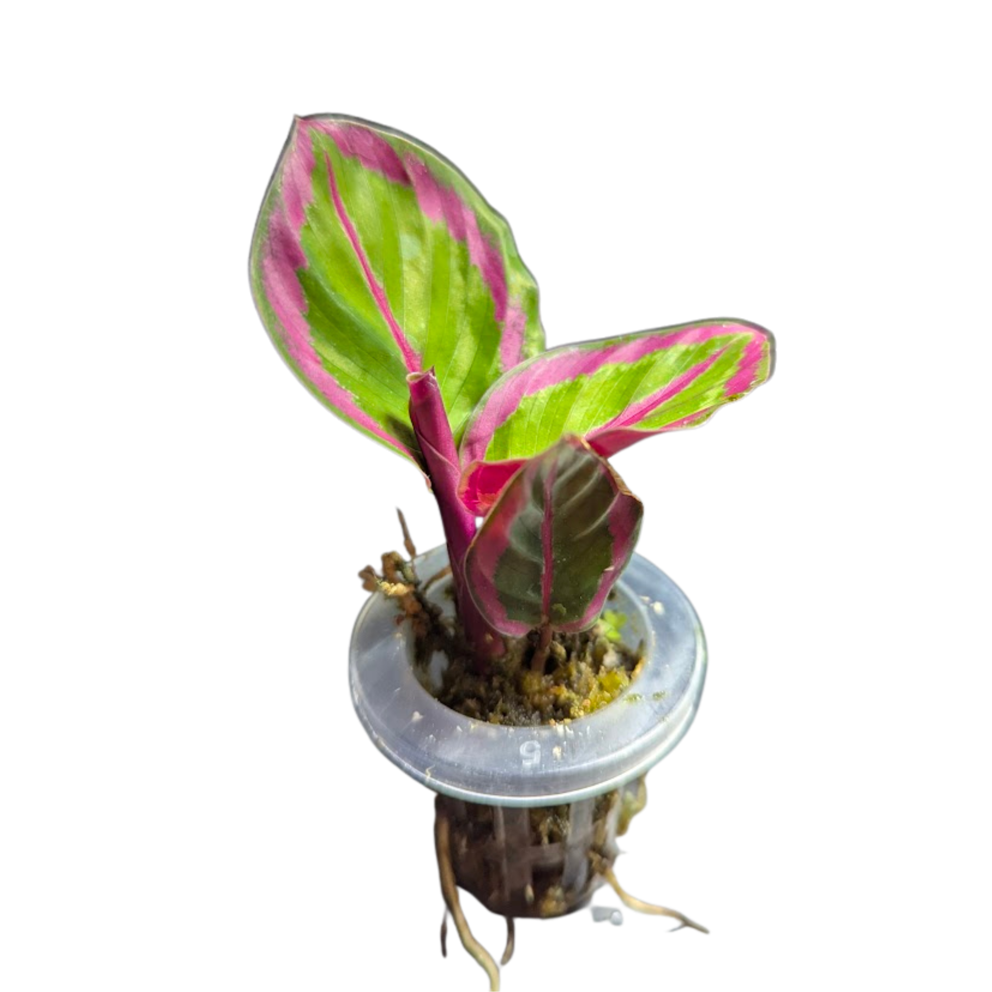 Baby Calathea roseopicta Princess Jessie  2
